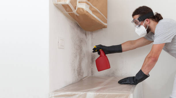 Professional Attic Mold Remediation technician working in Fair Haven, NY